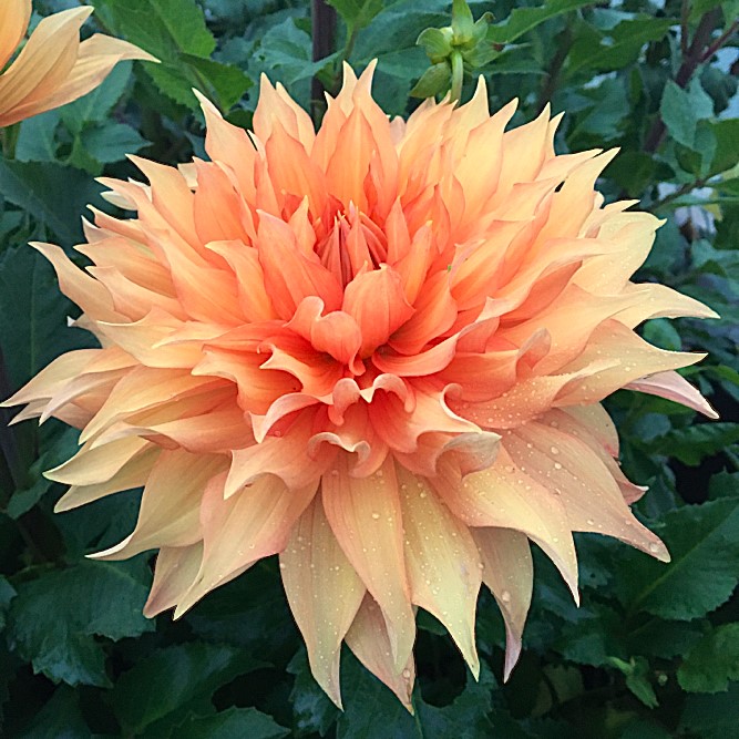 Dahlia Hamari Gold